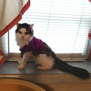 BellenPaws.com - Bubbles on the window