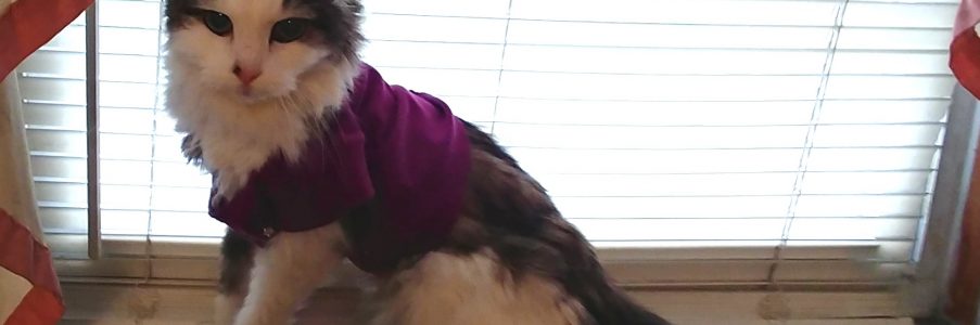 Protecting Your Pet: A Guide to Recovery Devices After Veterinary Care