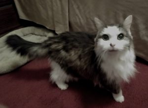 BellenPaws.com - Bubbles Curious