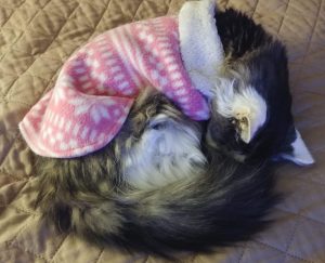 BellenPaws.com - Bubbles Laying Down