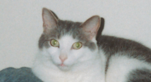 BellenPaws.com - BamBam 2