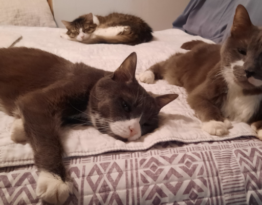 BellenPaws.com - Belle, Paws and Everly on bed