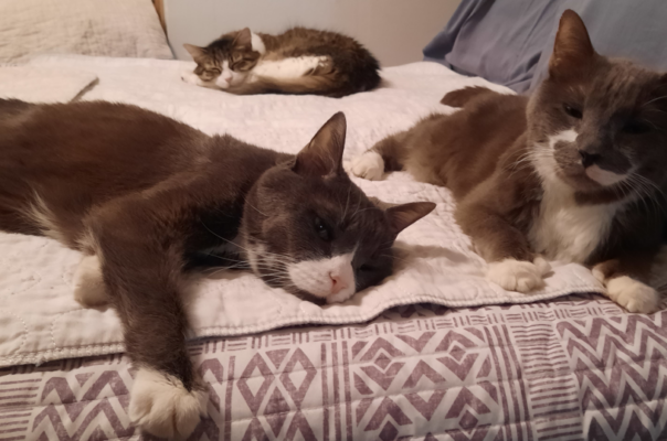 How Old Is Your Cat Really? Try Our Cat Age Calculator!