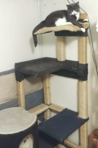 BellenPaws.com - Belle High in Tree