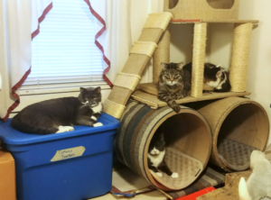 Belle and Paws' Cat Tree