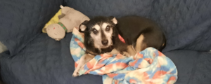 Jack with Blanket