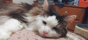 BellenPaws.com - Rascal on the Bed