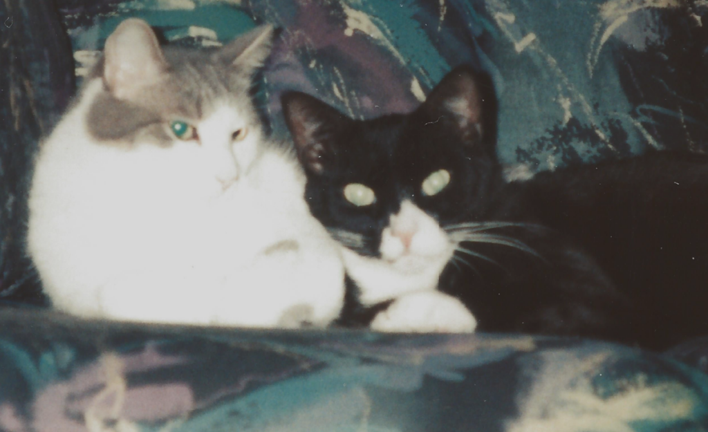 Bam Bam and Clyde Snuggles