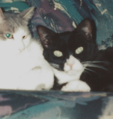 The Connection Between Hyperthyroidism and Kidney Disease in Cats