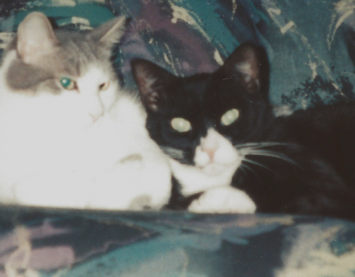 Bam Bam and Clyde Snuggles