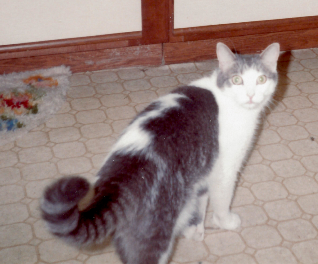 Bam Bam in the Kitchen