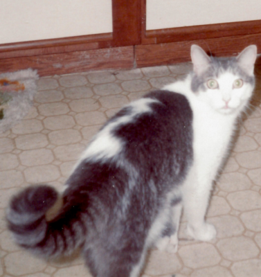 Busting the Biggest Myths About Older Animals in Shelters