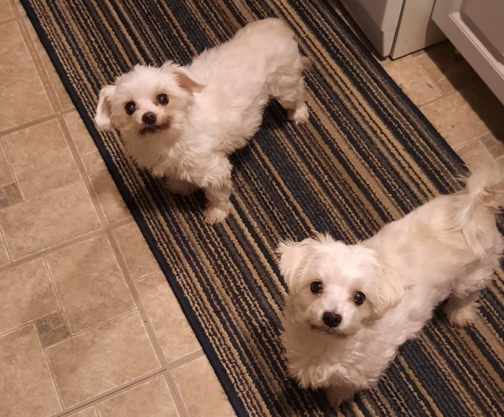 Bella and Sophie on Rug
