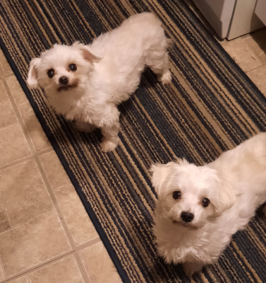 Evaluating Hardwood Floors: Traction Solutions for Arthritic Paws