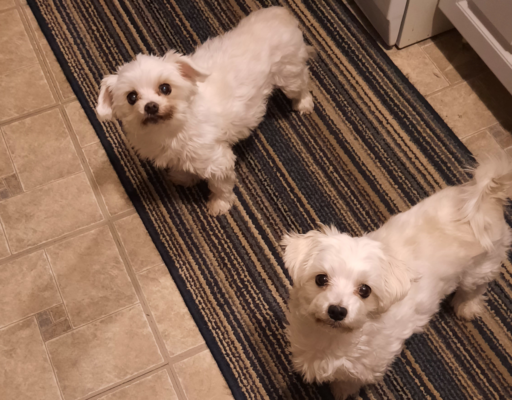 Bella and Sophie on Rug