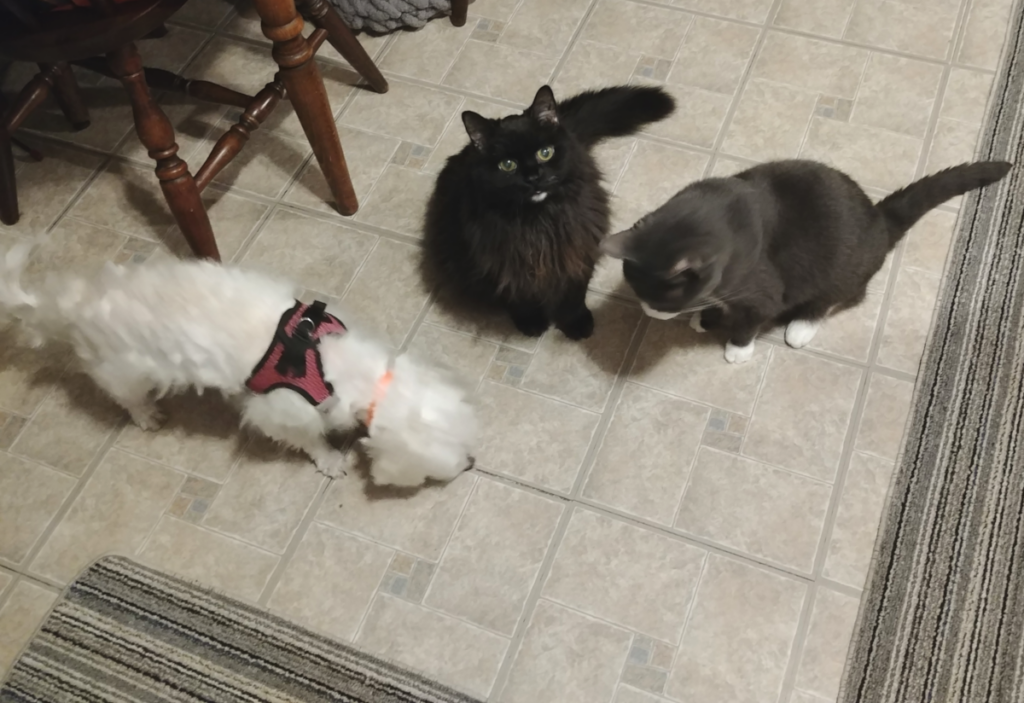 Bella, Blackie, Belle in the Kitchen