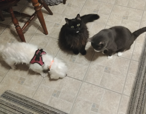 Bella, Blackie, Belle in the Kitchen