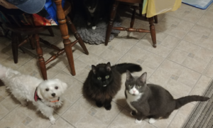 BellenPaws.com - Bella, Blackie, Belle and Paws Waiting to Eat