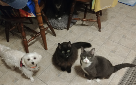 From the Bowl That Never Empties to Mealtime With Meaning