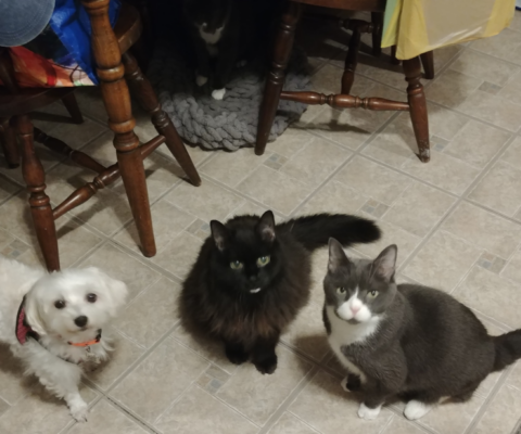 From the Bowl That Never Empties to Mealtime With Meaning