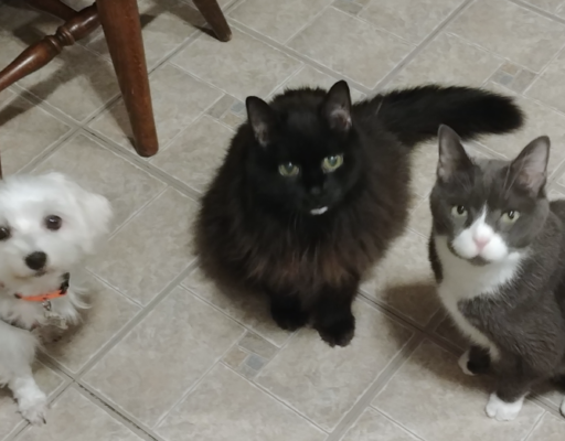 BellenPaws.com - Bella, Blackie, and Belle