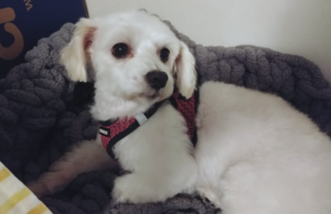 Bella in Bed