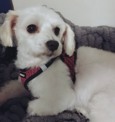 The Quiet Responsibility of Getting the Meds Timing Right for Dogs