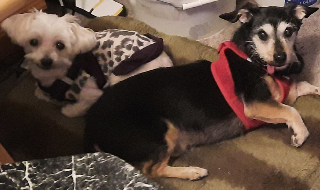 Bella and Jack in Their Harnesses