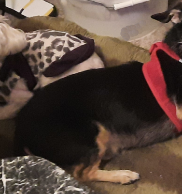 How to Choose the Right Support Harness for a Dog With Severe Joint Problems