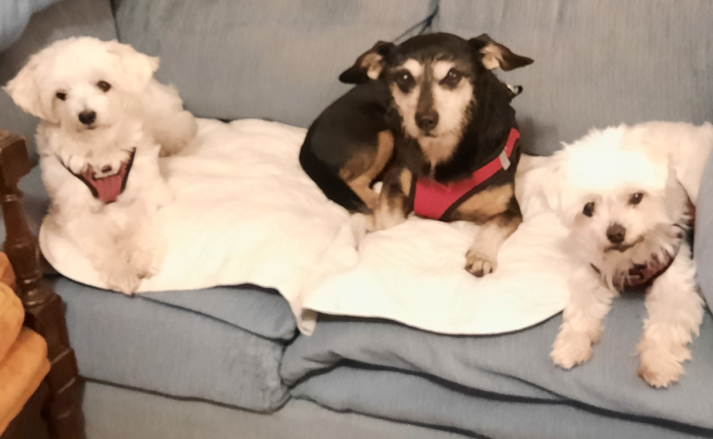 Bella, Jack, and Sophie Waiting for Their Walk