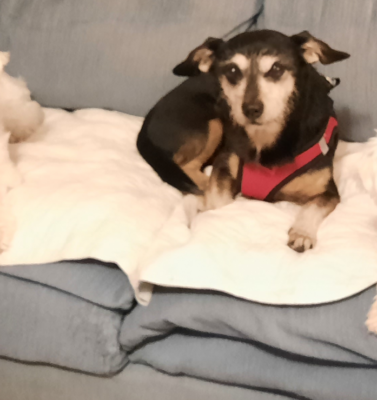Modifying Your Daily Walking Route for an Arthritic Dog