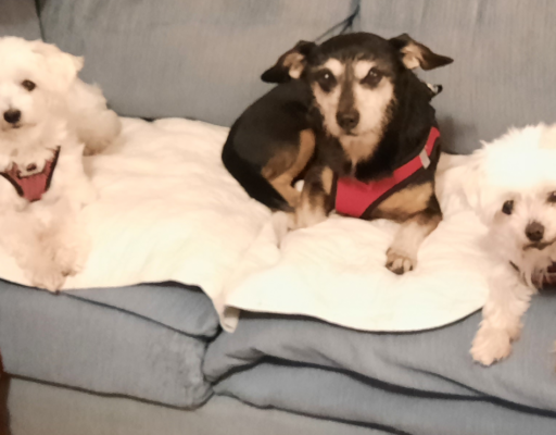 Bella, Jack, and Sophie Waiting for Their Walk