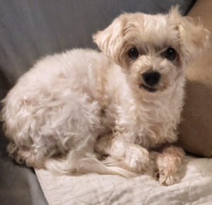 BellenPaws.com - Bella Looking