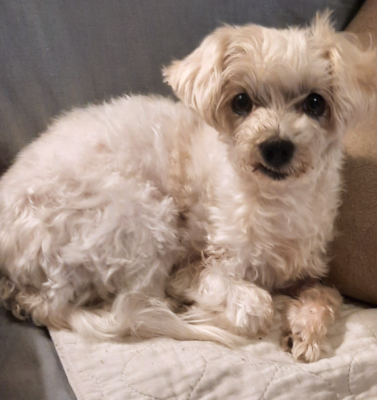 Senior Pet Nutrition Mistakes Well-Meaning Owners Often Make