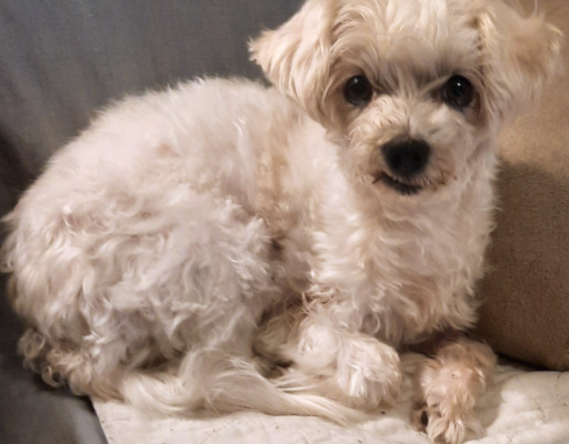 BellenPaws.com - Bella Looking