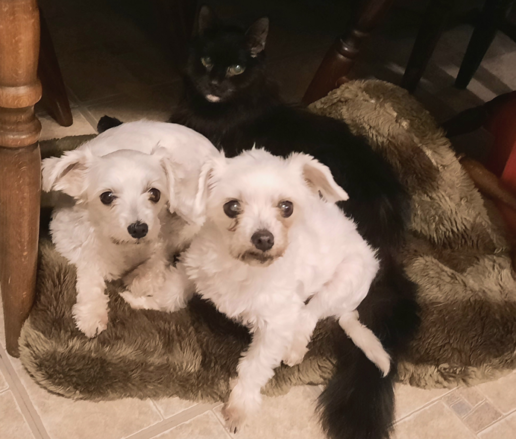 Bella, Sophie, and Blackie Under the Table