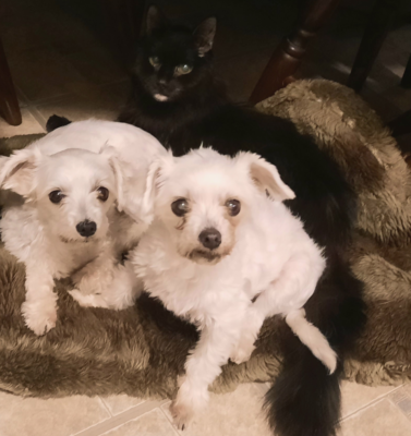 Multiple Cats and Multiple Dogs Can Live Together Under One Roof
