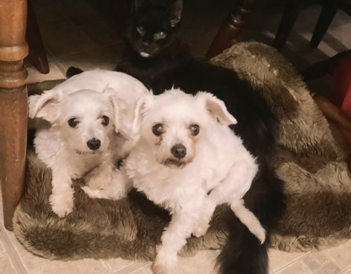 Bella, Sophie, and Blackie Under the Table