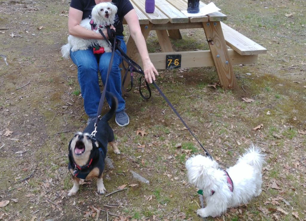 Bella, Sophie, and Jack in the Park