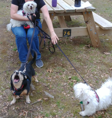 Teaching Children to Approach and Respect Senior Pets