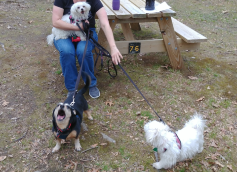 Teaching Children to Approach and Respect Senior Pets