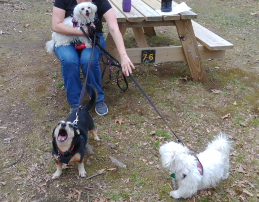 Bella, Sophie, and Jack in the Park