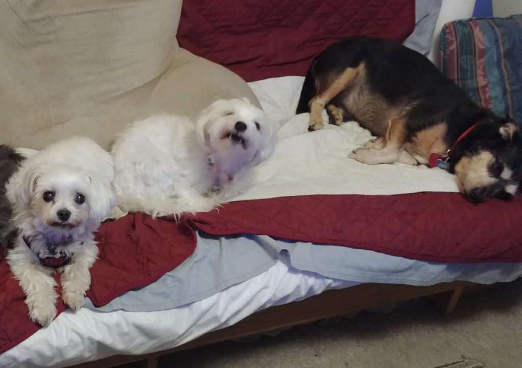 Bella, Sophie, and Jack on the Futon