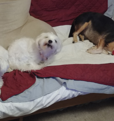 How to Celebrate Your Senior Pet’s Adoptiversary Meaningfully