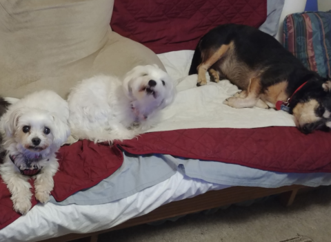How to Celebrate Your Senior Pet’s Adoptiversary Meaningfully