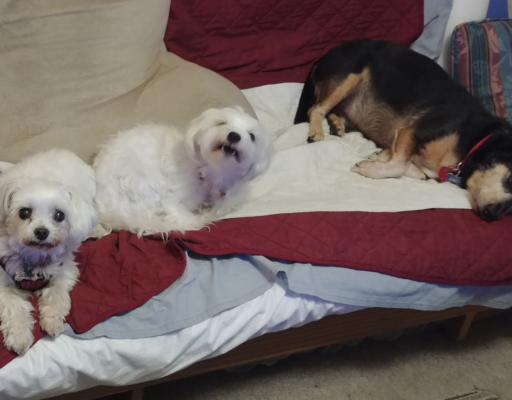 Bella, Sophie, and Jack on the Futon