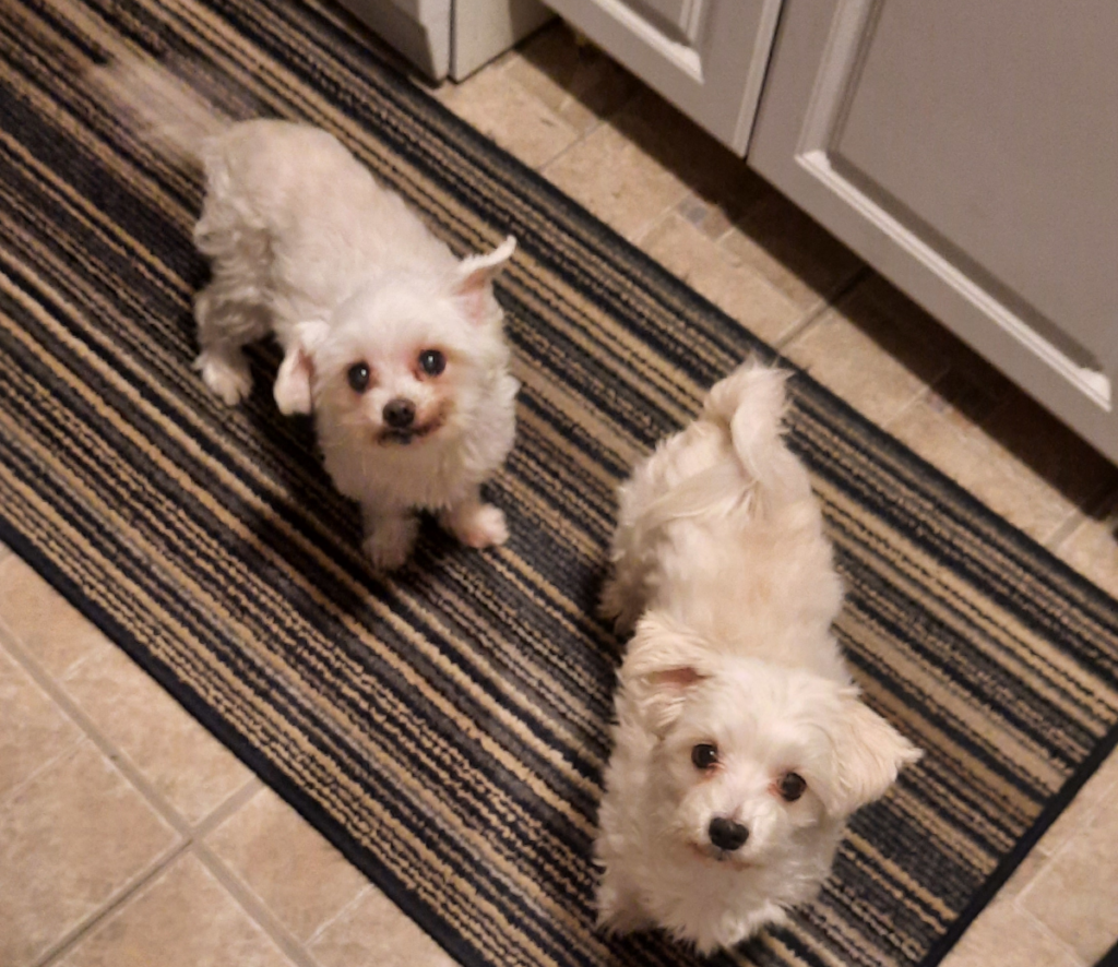 Bella and Sophie on Throw Rug Runner
