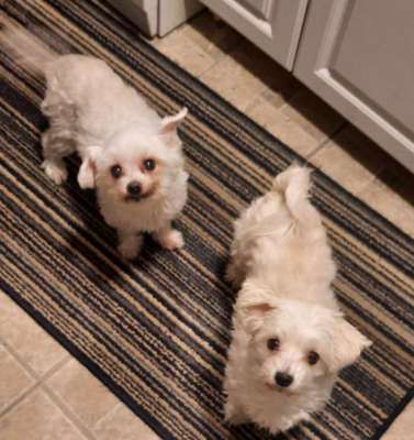Why We Avoid Loose Throw Rugs for Stiff Senior Dogs and Cats