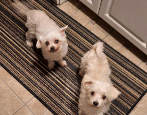 Bella and Sophie on Throw Rug Runner