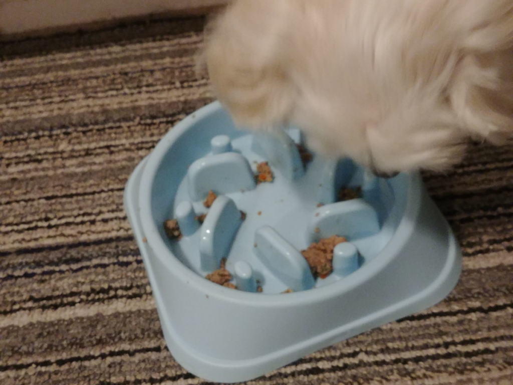 Bella With a Slow Feed Bowl